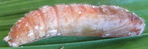 Pupae Side of Yellow Palm-dart - Cephrenes trichopepla